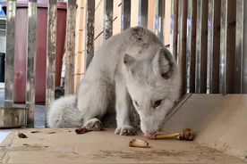 白狐“落难”现身绿化带，不知是谁家宠物……图片