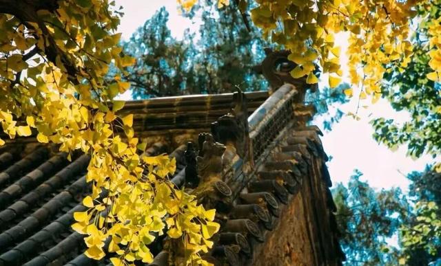 新华社+《国家地理》推荐 快来打卡山东秋景限定款