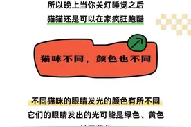 【山东科协每日科普】为什么猫的眼睛在晚上会发光？图片