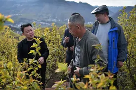 毕节纳雍：让绿色发展成为群众致富的强大动力图片