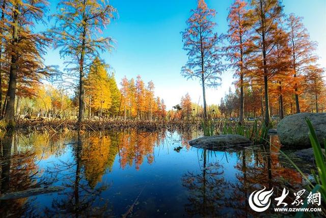 四季予你丨流动的油画！鱼鸟河水杉林上演“渐变魔法”