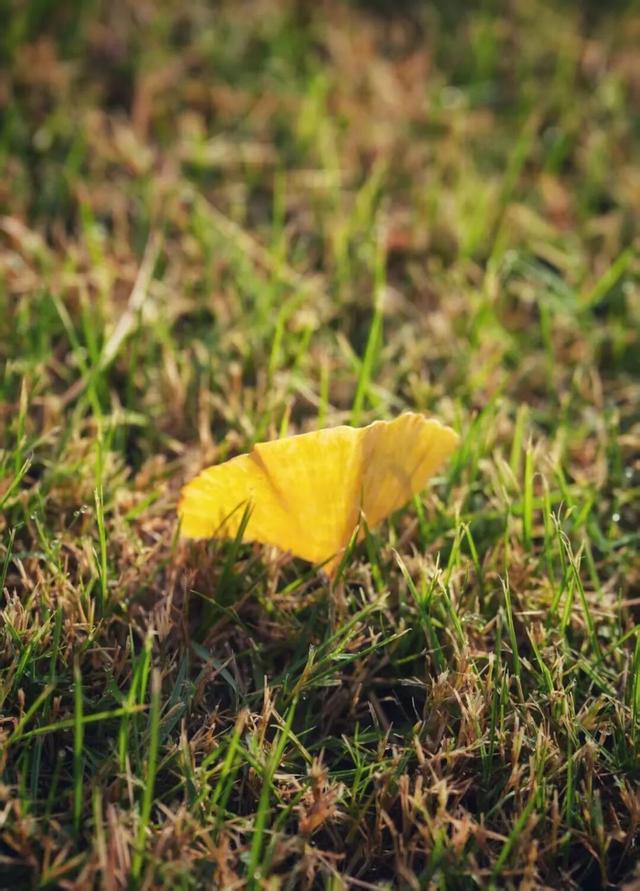 域见上海·域见奉贤｜奉浦秋日限定！这三条宝藏路线，承包所有秋日浪漫，刷爆朋友圈就靠它