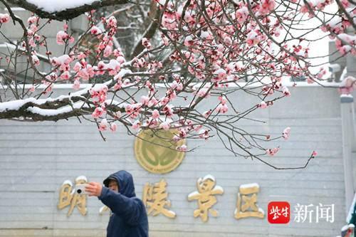 雪落金陵梅绽香 六朝古都迎客忙