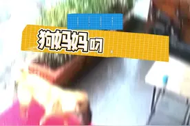 感人！狗妈妈在寒冷雨天 叼冻僵幼崽上门求医图片