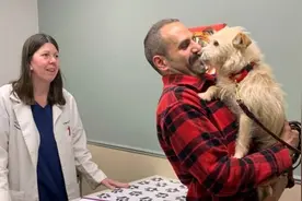 失踪近一年的宠物狗在3000公里和主人团聚图片