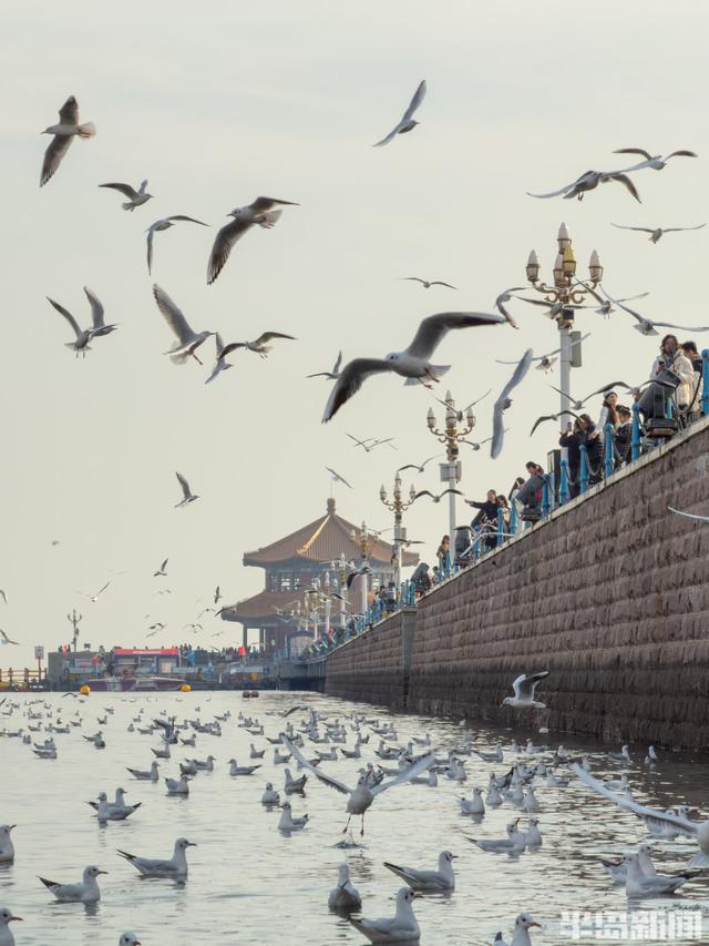栈桥赏鸥已开始进入最佳观赏期！