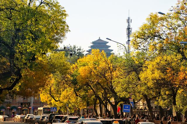 五四大街秋色浓，尽显人文韵味