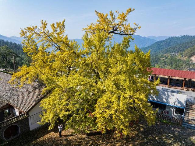 保康：千年银杏披“金甲” 绚烂秋色醉游人