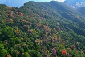 重庆万州：初冬时节 “枫”景正好图片