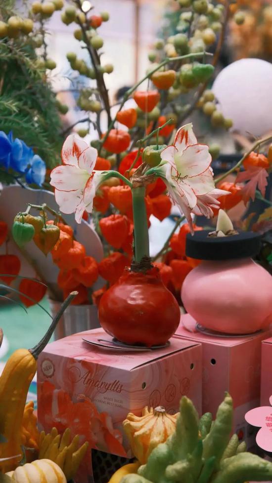 2026沪上年宵花市开逛！“花”式逛出新年味