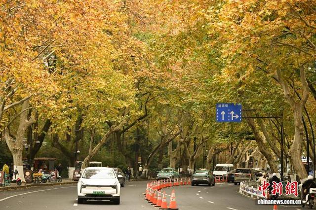 江南冬日 杭州西湖林木斑斓景色迷人