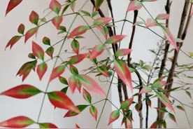 花700元买的氛围感神器是智商税？“感到恶心……”不少人直呼“避雷”图片