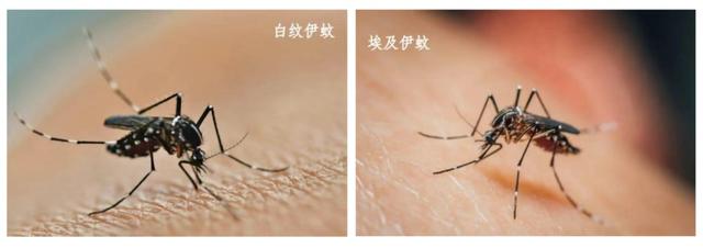 多地出现病例！镇江疾控特别提醒