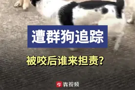 骑车回家遭群狗追咬，谁来担责？图片
