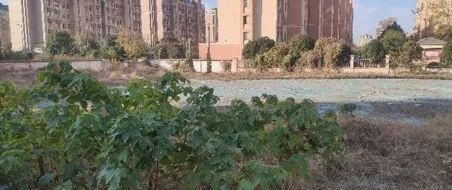 江阴这些园林，你逛过了吗？