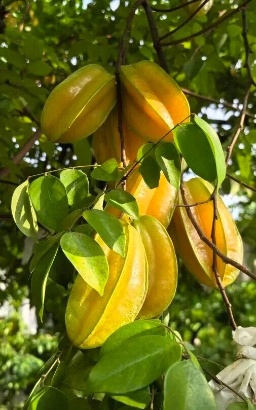 视觉增城｜“果”然有趣！快来正果邂逅甜蜜“丰”景