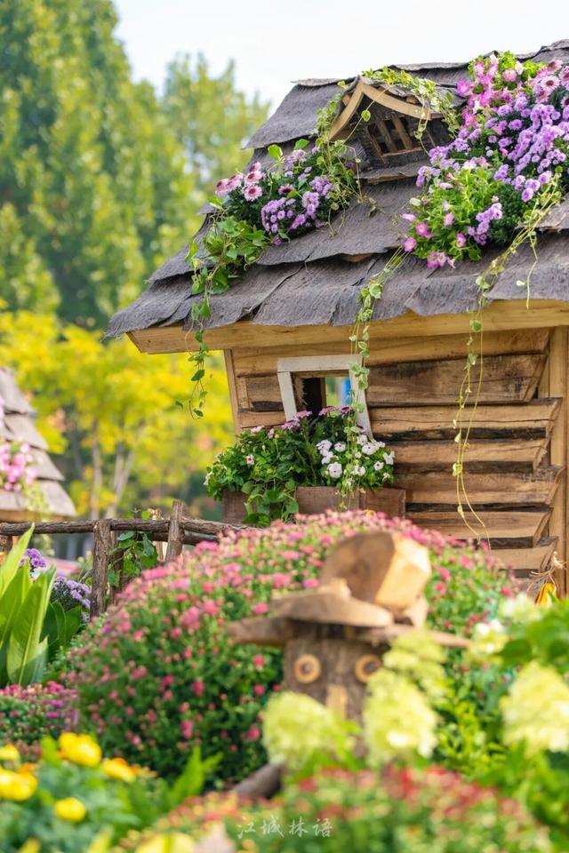 2025武汉菊展17大展区地点官宣！超全赏花攻略+亮点抢先看→