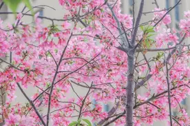 抓住最后的花期，到丰泽共赴一场樱花之约图片