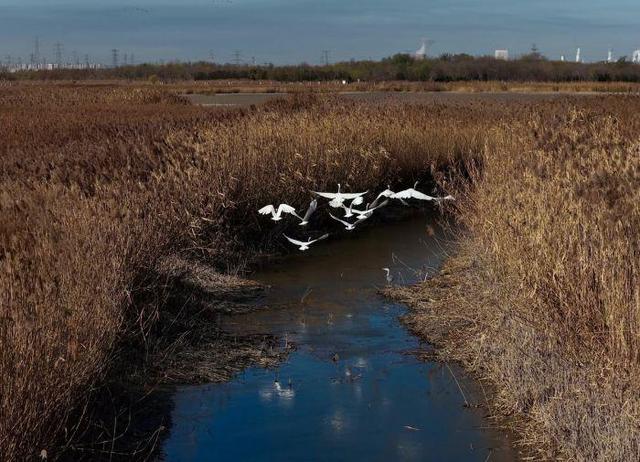 芦苇绘景 候鸟翩跹 官港森林公园初冬生态画卷灵动迷人