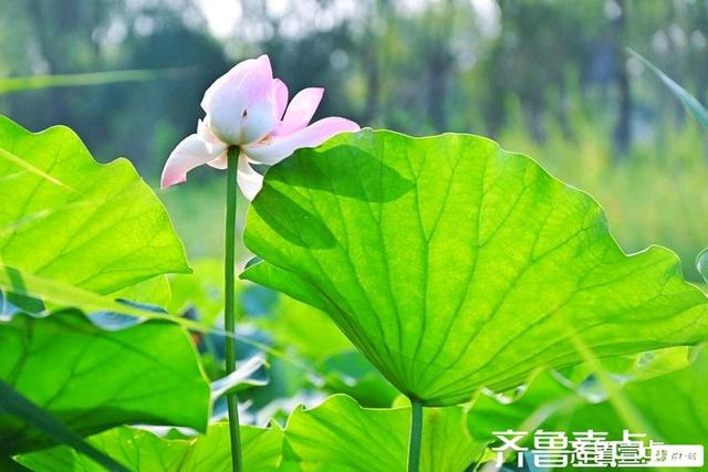 壹点号·秀山东｜济阳：黄河岸边，邂逅夏日清欢