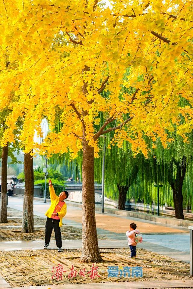金叶翩跹映泉城，广场银杏醉游人