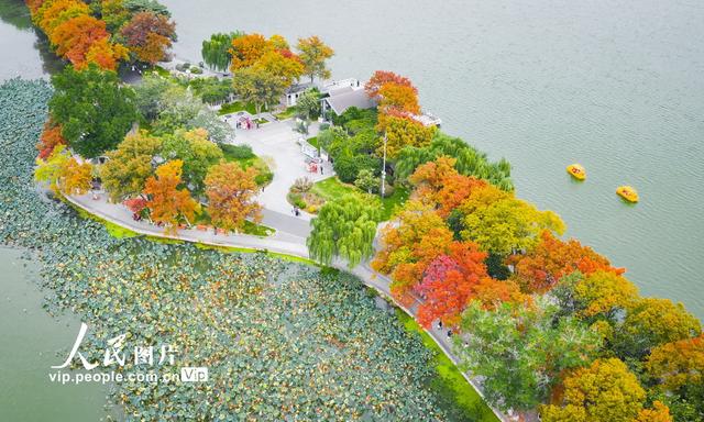 江苏南京：玄武湖秋景如画