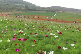 百年矿区变身“花海”|湖南日报图片