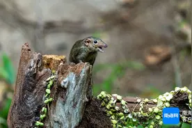 原创组图 | 海南热带雨林的“小精灵”——树鼩图片