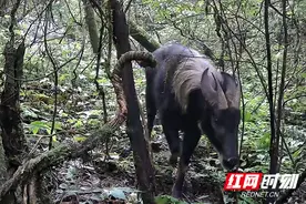 湖南炎陵首次发现“四不像”活动的身影图片