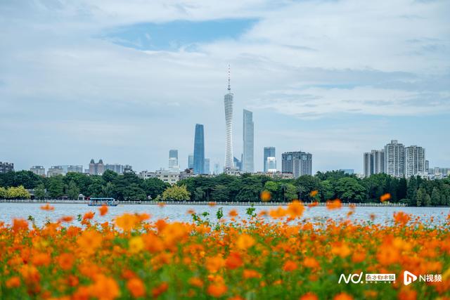 秋日限定“金色浪漫”！海珠湖近15000㎡硫华菊花盛放