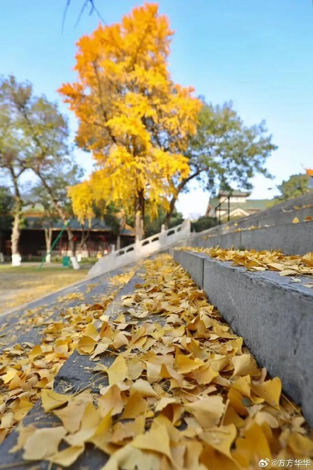 “西红柿炒蛋树”排队？快来秦淮开启“金黄时刻”！