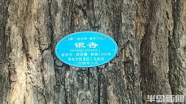 90%青岛人都不知道，市区藏着1300余岁古银杏，现在到了它最美的季节