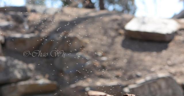 北京雪地惊现蚊子爬行	，蚊子出现抗寒性了？