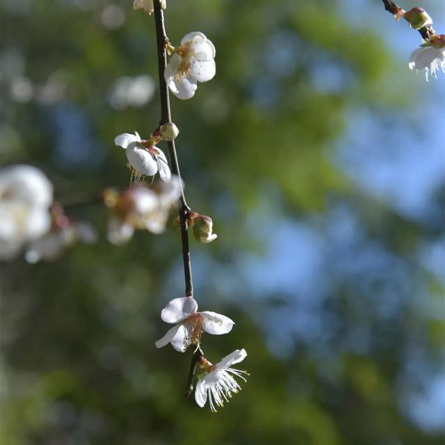 错过了等明年，仙游冬日浪漫已上线！打卡去！
