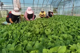 河南郏县：调整种植结构，发展特色产业图片