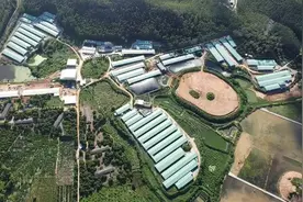 台山市打造特色农业产业，这家肉鸡养殖“专业户”年销超亿元图片