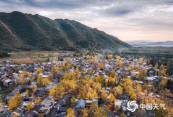 错过再等一年！全国银杏观赏地图来了