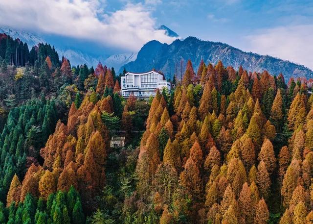 水杉红了！这片「顶流火焰」，再不看就等明年了