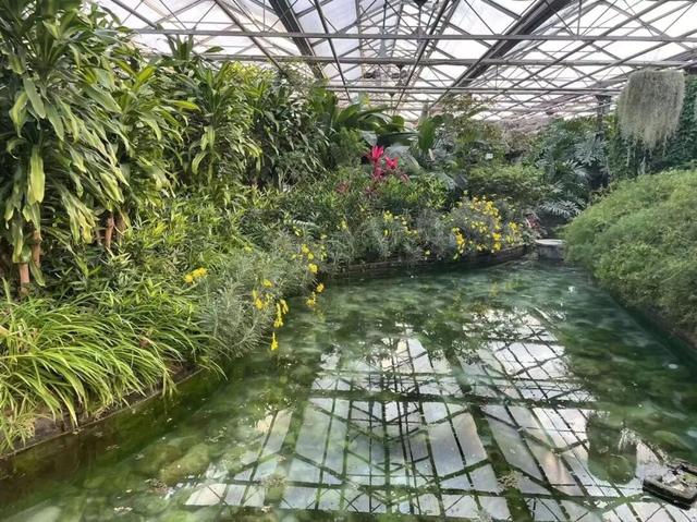 太惊喜！北京第一波蜡梅开啦！就在——