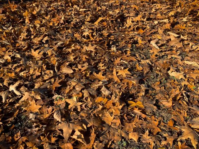 目前处于试开园阶段！占地超300亩！通州新添一个超美大公园！