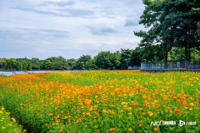 秋日限定“金色浪漫”！海珠湖近15000㎡硫华菊花盛放