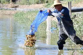 虾蟹舞碧波 湖疆情意长图片