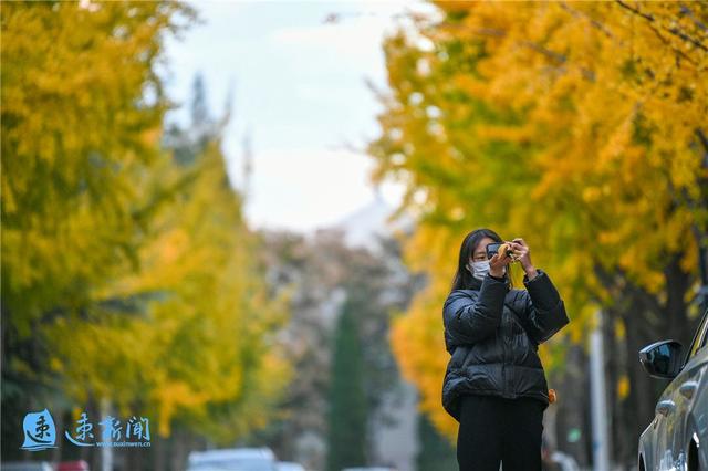 宿迁这条大道“美出圈”！满城尽带“黄金甲”，等你“杏”会