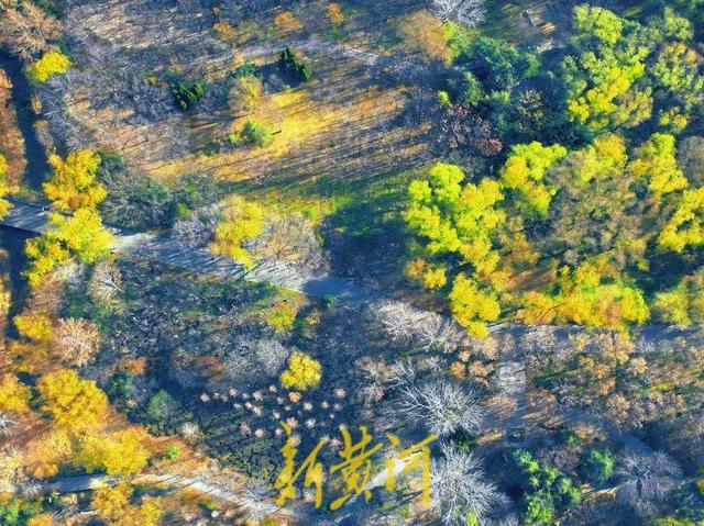 冬日“秋景” 济南森林公园彩叶斑斓宛若巨幅油画