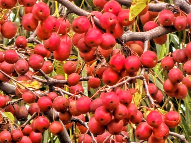 百花争艳！秋日温榆河公园宛如色彩海洋