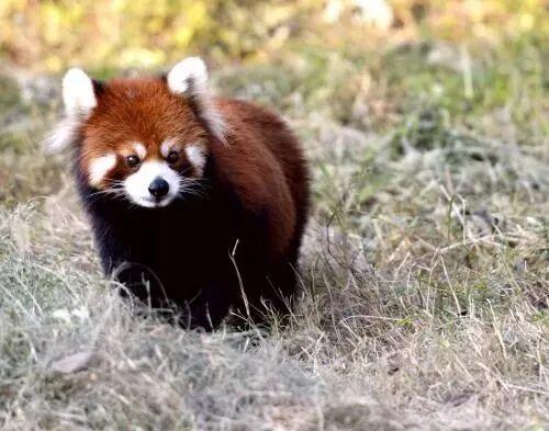 它都这么美了！差点忘记推给你了