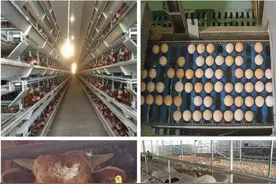 日照银行畜禽活体抵押贷款典型案例获省推广图片