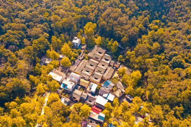 八桂冬日似春朝 赏花观叶正当时