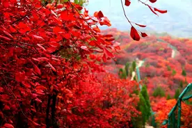 “这里是章丘”！这个秋天来这里赏漫山红叶……图片