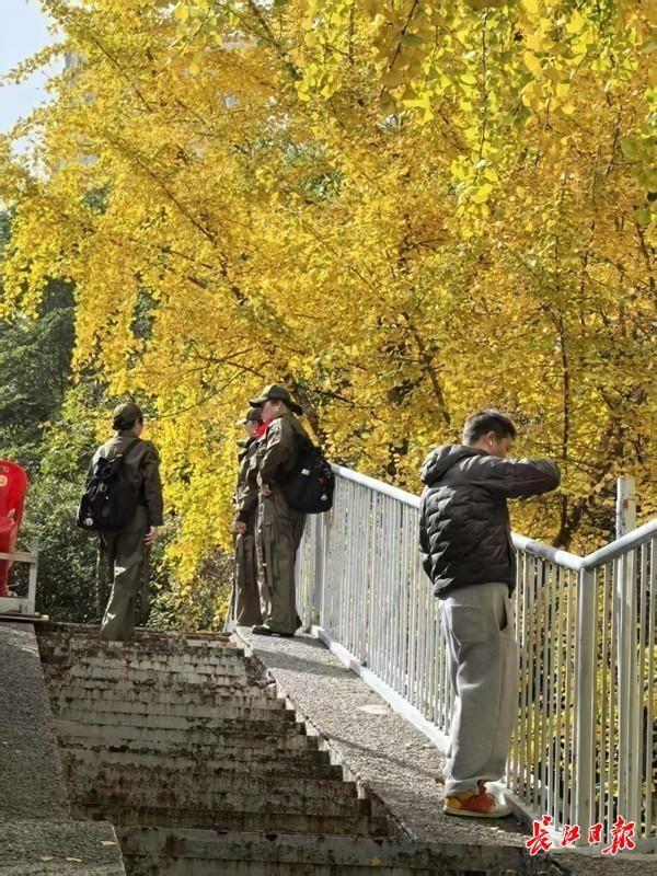 “天桥银杏”黄了！好多人来拍照
